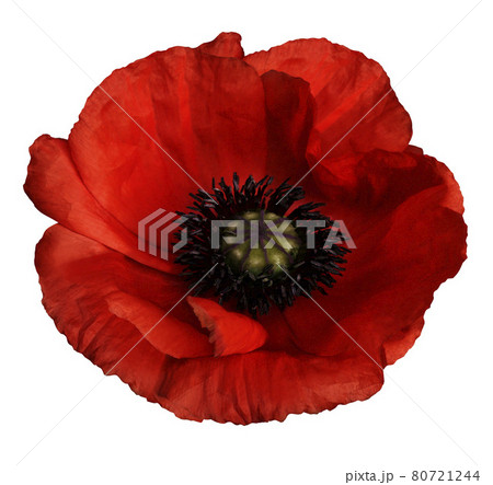 red poppy flower on a white isolated background with clipping path.   Closeup.  no shadows. 80721244