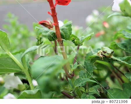 かわいい雨蛙 かわいい雨蛙 80721306