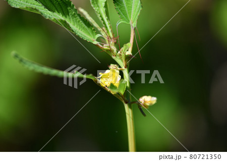 夏野菜・モロヘイヤの花 夏野菜・モロヘイヤの花 80721350