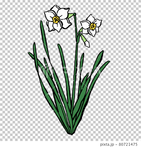 墨絵風のシンプルな水仙のベクターイラストのイラスト素材