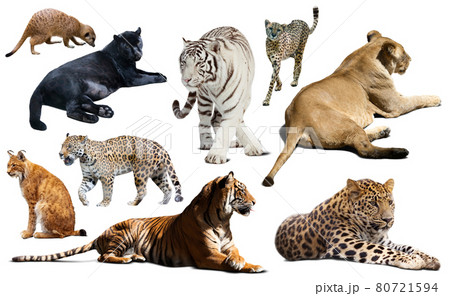Set of wild mammals isolated over white 80721594