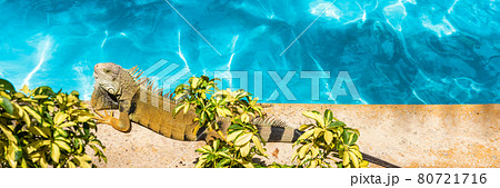 Funny iguana pet sunbathing by the swimming pool tanning poolside relaxing. Background for Caribbean summer travel vacation concepts 80721716