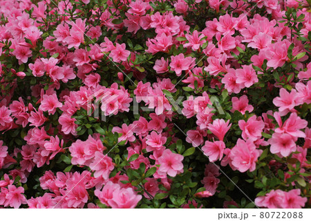 Pink Azalea Flowers in full bloom Outdoor Garden 80722088