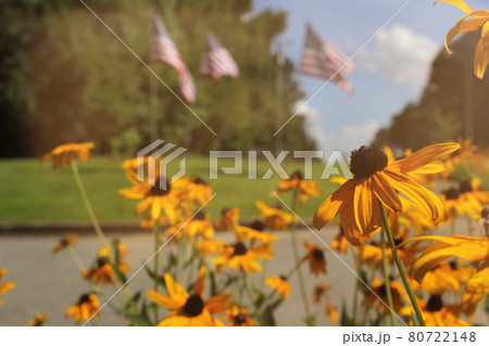 Yellow Wildflowers and American Flags, Shallow DOF 80722148