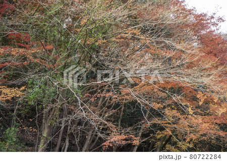 閑谷学校の秋 紅葉 閑谷学校の秋 紅葉 80722284