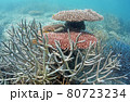 沖縄の奇麗なサンゴ 80723234