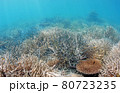 沖縄の奇麗なサンゴ 80723235