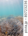 沖縄の奇麗なサンゴ 80723236