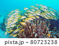 沖縄の奇麗なサンゴと熱帯魚の群れ 80723238