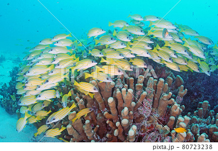 沖縄の奇麗なサンゴと熱帯魚の群れの写真素材