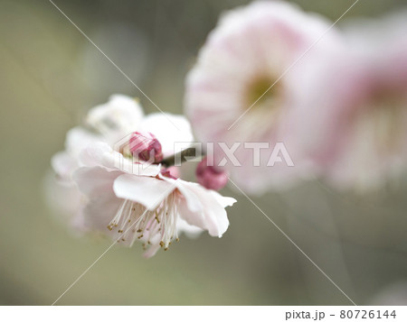 梅の花の紅い世界【花・植物】 梅の花の紅い世界【花・植物】 80726144