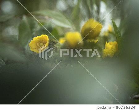 福寿草の黄色い世界【花・植物】 福寿草の黄色い世界【花・植物】 80726224