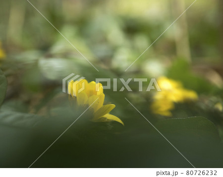 福寿草の黄色い世界【花・植物】 80726232