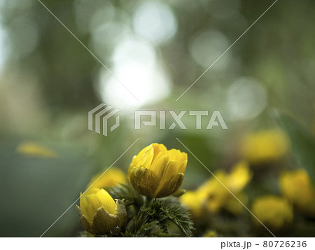 福寿草の黄色い世界【花・植物】 福寿草の黄色い世界【花・植物】 80726236