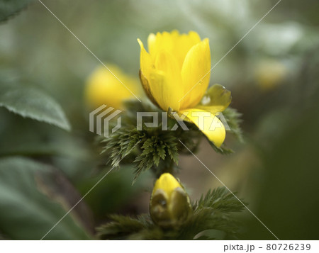 福寿草の黄色い世界【花・植物】 80726239