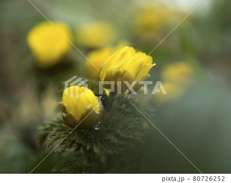 福寿草の黄色い世界【花・植物】 福寿草の黄色い世界【花・植物】 80726252