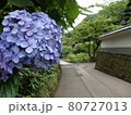 青いあじさい 80727013