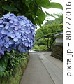 青いあじさい 80727016
