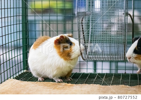 Red Guinea pig in a cage close up Red Guinea pig in a cage close up 80727552