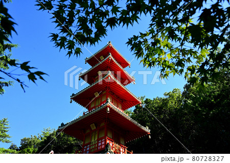 七宝寺 青モミジと五重塔 七宝寺 青モミジと五重塔 80728327