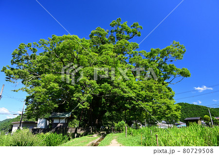 野間の大けやき　青空 80729508