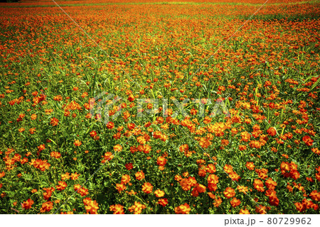 山中湖村花の都公園に咲き乱れる黄花コスモスの花 山中湖村花の都公園に咲き乱れる黄花コスモスの花 80729962