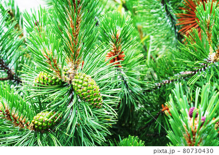 松の葉と松かさ 松の葉と松かさ 80730430