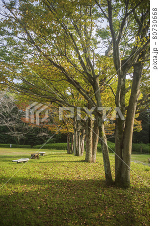 秋の森林公園 80730668
