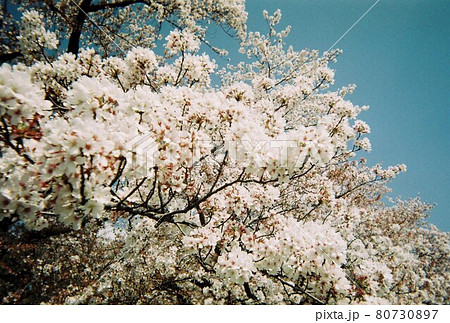 桜 80730897