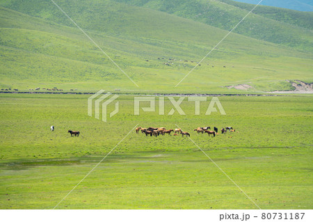 Horses with vast grassland. Photo in Bayinbuluke Grassland in Xinjiang, China. 80731187