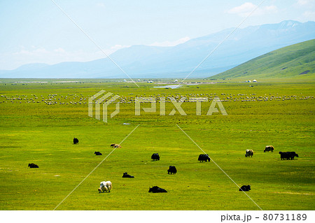 Winding rivers and meadows. Photo in Bayinbuluke Grassland in Xinjiang, China. Winding rivers and meadows. Photo in Bayinbuluke Grassland in Xinjiang, China. 80731189
