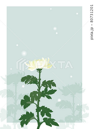 菊の花の喪中はがき 文字無し のイラスト素材 菊の花の喪中はがき 文字無し のイラスト素材