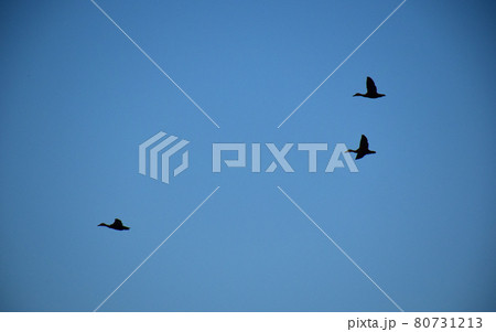 日の出前の鴨の飛翔（青空背景）　飛翔する3羽の鴨　 80731213