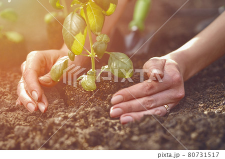 Hands of unknown lady are planting young green basil sprout or plant in fertilized ground. Sunlight, soil, small garden shovel. Close-up Hands of unknown lady are planting young green basil sprout or plant in fertilized ground. Sunlight, soil, small garden shovel. Close-up 80731517