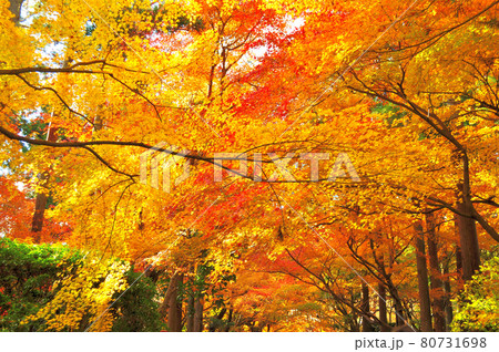 京都市右京区にある竜安寺の紅葉 京都市右京区にある竜安寺の紅葉 80731698