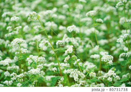 そばの花 80731738