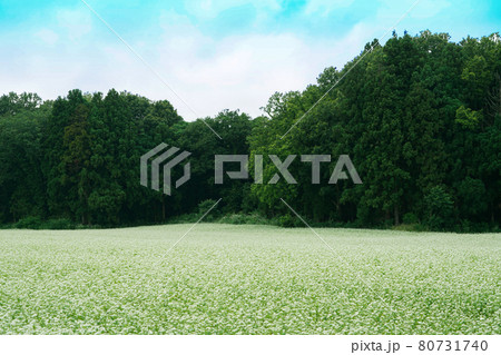 そばの花 80731740