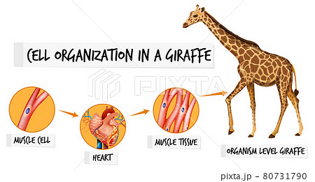 Diagram showing cell organization in a giraffe Diagram showing cell organization in a giraffe 80731790