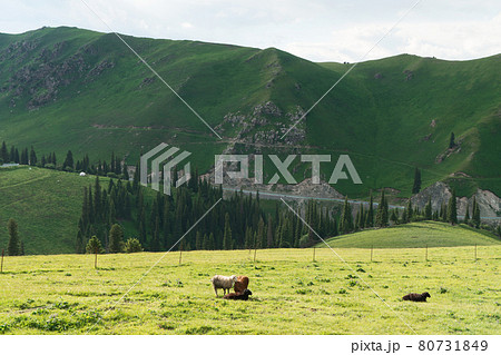Mountains with a cloud day. 80731849