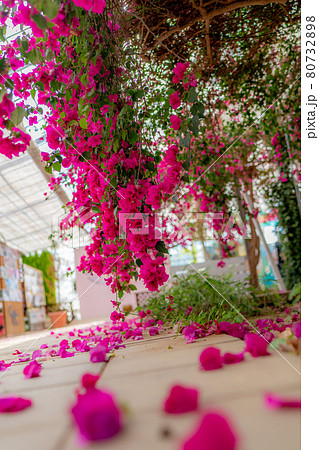 ブーゲンビリアが作る道 ブーゲンビリアが作る道 80732898