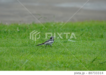 芝生を歩く鳥 芝生を歩く鳥 80733314