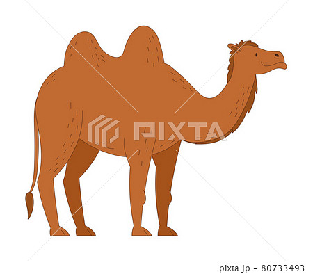 Camel as Desert Animal with Humps on Its Back... - Stock Illustration  [80733493] - PIXTA