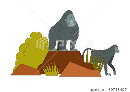 Gorilla Monkey as African Animal Sitting on Rock Vector Illustration Gorilla Monkey as African Animal Sitting on Rock Vector Illustration 80733497