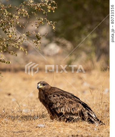 Steppe eagle or Aquila nipalensis portrait or closeup on ground in an open field during winter migration at jorbeer conservation reserve or dumping yard bikaner rajasthan India Steppe eagle or Aquila nipalensis portrait or closeup on ground in an open field during winter migration at jorbeer conservation reserve or dumping yard bikaner rajasthan India 80733556