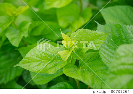 新緑の桑の葉 新緑の桑の葉 80735264