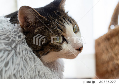 振り向く猫 キジトラ猫 振り向く猫 キジトラ猫 80736027