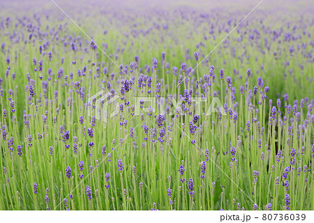 【北海道中富良野町】ファーム富田のラベンダー・倖の畑　6月 80736039