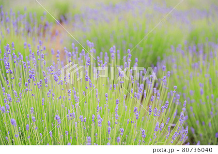 【北海道中富良野町】ファーム富田のラベンダー・倖の畑　6月 80736040
