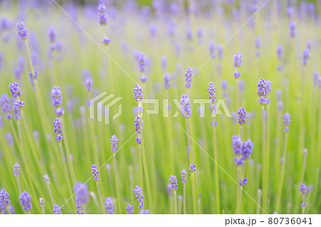 【北海道中富良野町】ファーム富田のラベンダー・倖の畑 6月 【北海道中富良野町】ファーム富田のラベンダー・倖の畑 6月 80736041