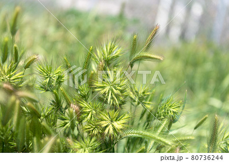 Natural grassland. selective focus backdrop. Field of grass. Green grass natural background 80736244